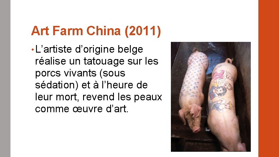 Art Farm China (2011) • L’artiste d’origine belge réalise un tatouage sur les porcs