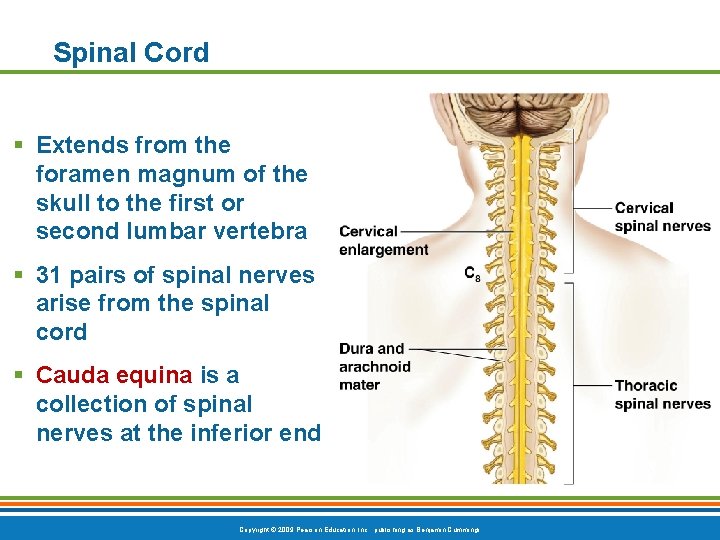 Spinal Cord § Extends from the foramen magnum of the skull to the first