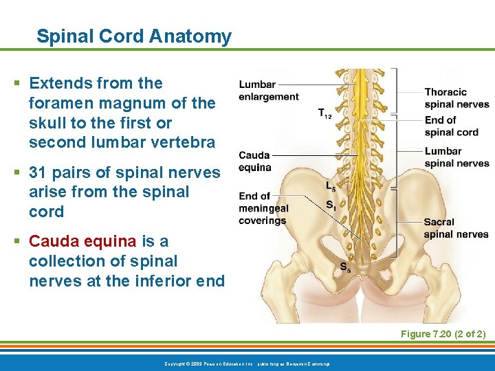 Spinal Cord Anatomy § Extends from the foramen magnum of the skull to the