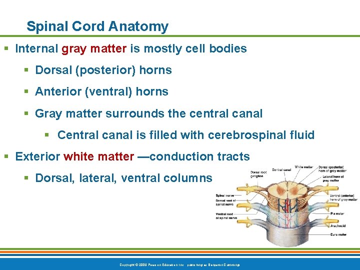 Spinal Cord Anatomy § Internal gray matter is mostly cell bodies § Dorsal (posterior)