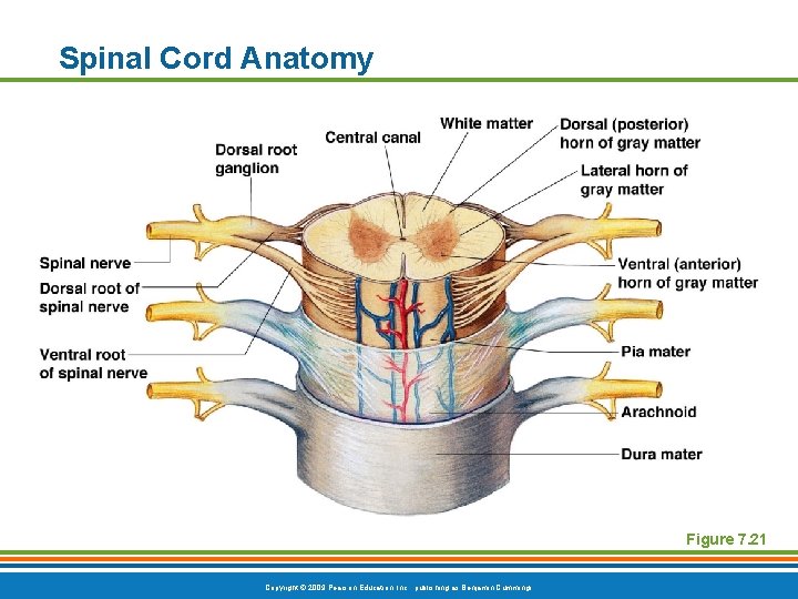 Spinal Cord Anatomy Figure 7. 21 Copyright © 2009 Pearson Education, Inc. , publishing