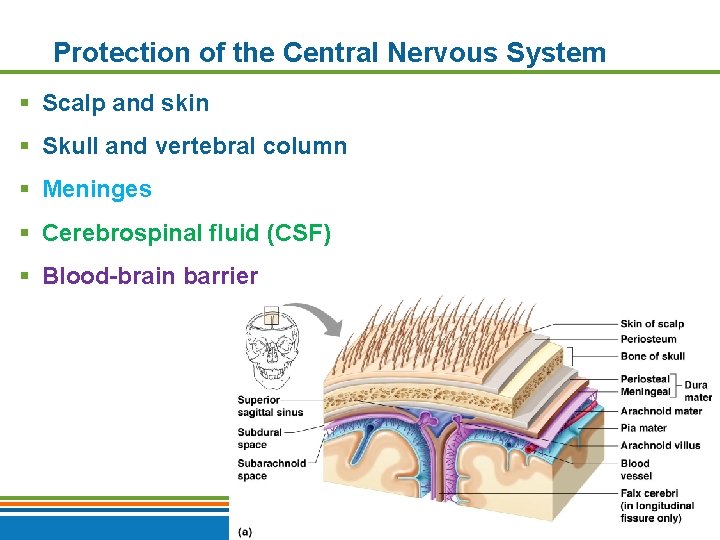 Protection of the Central Nervous System § Scalp and skin § Skull and vertebral