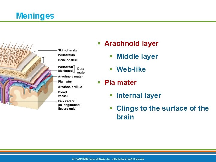 Meninges § Arachnoid layer § Middle layer § Web-like § Pia mater § Internal