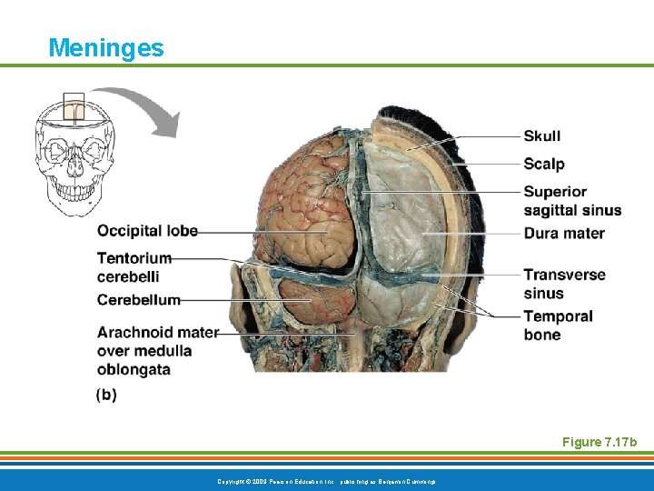 Meninges Figure 7. 17 b Copyright © 2009 Pearson Education, Inc. , publishing as