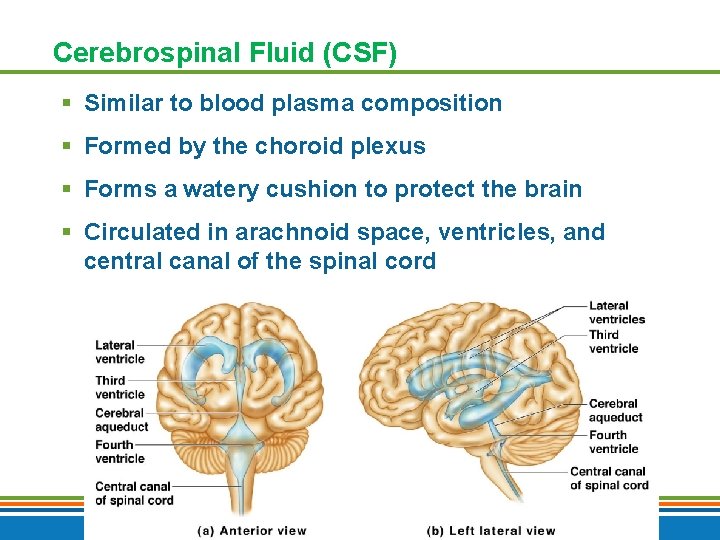 Cerebrospinal Fluid (CSF) § Similar to blood plasma composition § Formed by the choroid