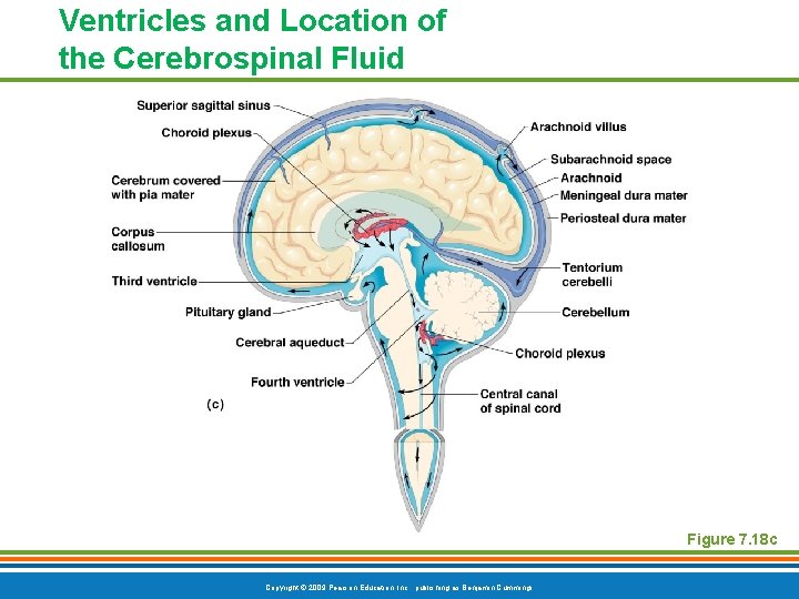 Ventricles and Location of the Cerebrospinal Fluid Figure 7. 18 c Copyright © 2009