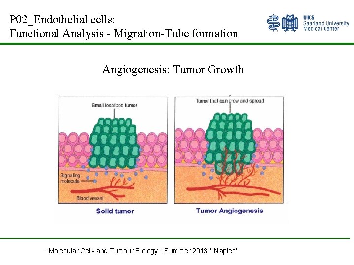 P 02_Endothelial cells: Functional Analysis - Migration-Tube formation Angiogenesis: Tumor Growth * Molecular Cell-