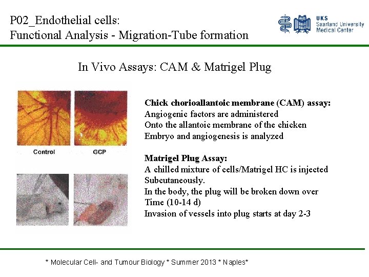 P 02_Endothelial cells: Functional Analysis - Migration-Tube formation In Vivo Assays: CAM & Matrigel