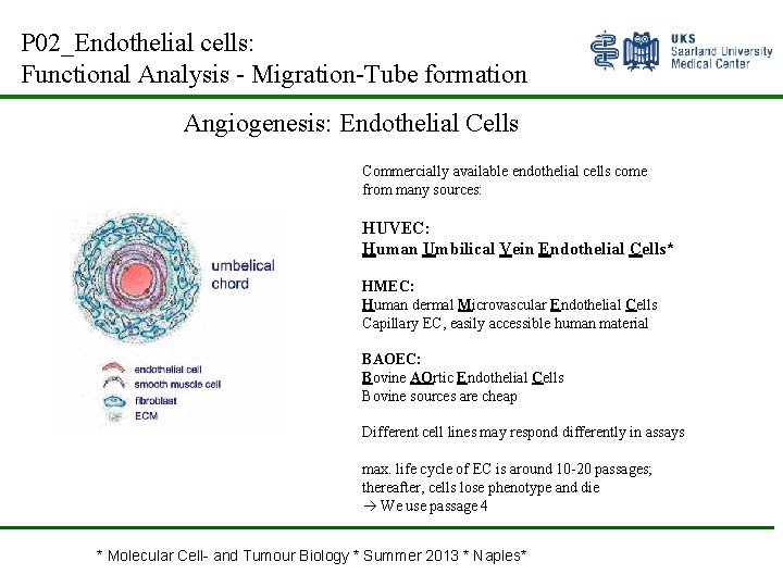 P 02_Endothelial cells: Functional Analysis - Migration-Tube formation Angiogenesis: Endothelial Cells Commercially available endothelial