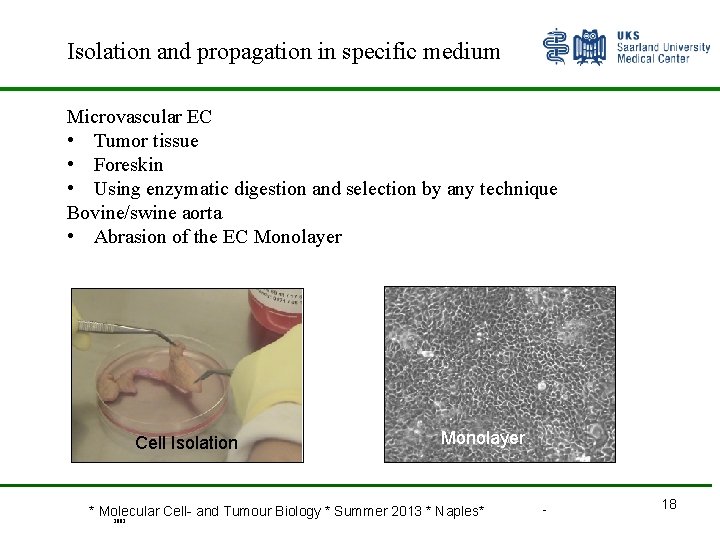 Isolation and propagation in specific medium Microvascular EC • Tumor tissue • Foreskin •