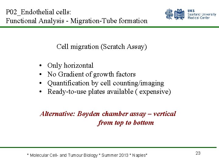 P 02_Endothelial cells: Functional Analysis - Migration-Tube formation Cell migration (Scratch Assay) • •