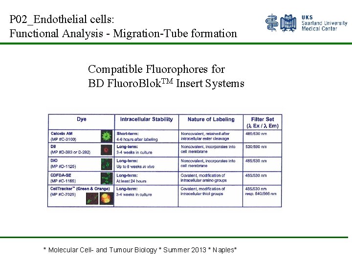 P 02_Endothelial cells: Functional Analysis - Migration-Tube formation Compatible Fluorophores for BD Fluoro. Blok.