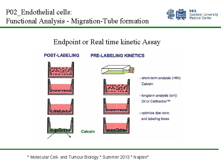 P 02_Endothelial cells: Functional Analysis - Migration-Tube formation Endpoint or Real time kinetic Assay