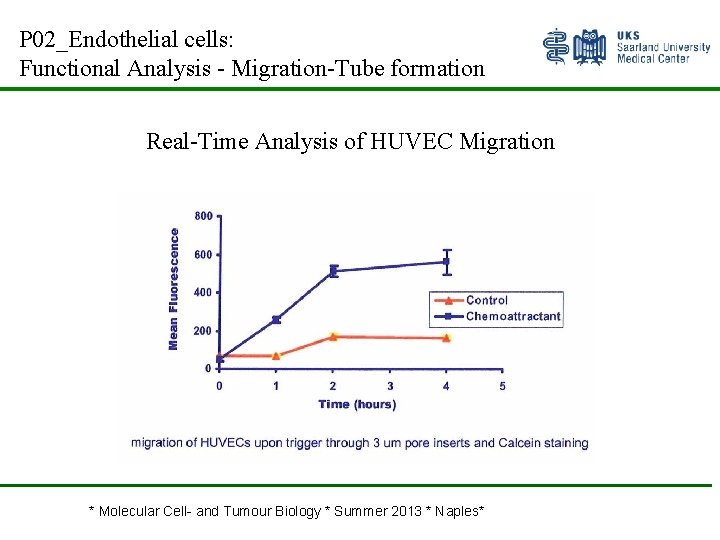 P 02_Endothelial cells: Functional Analysis - Migration-Tube formation Real-Time Analysis of HUVEC Migration *