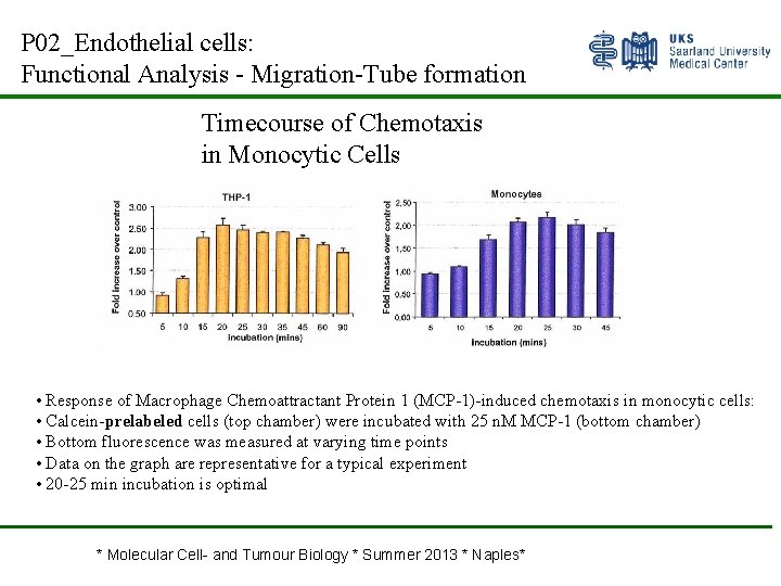 P 02_Endothelial cells: Functional Analysis - Migration-Tube formation Timecourse of Chemotaxis in Monocytic Cells