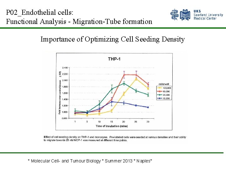 P 02_Endothelial cells: Functional Analysis - Migration-Tube formation Importance of Optimizing Cell Seeding Density