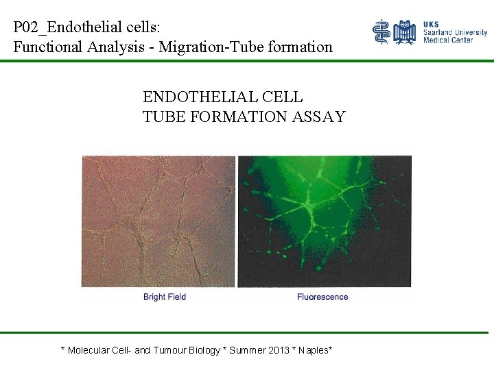P 02_Endothelial cells: Functional Analysis - Migration-Tube formation ENDOTHELIAL CELL TUBE FORMATION ASSAY *