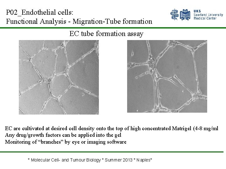 P 02_Endothelial cells: Functional Analysis - Migration-Tube formation EC tube formation assay EC are