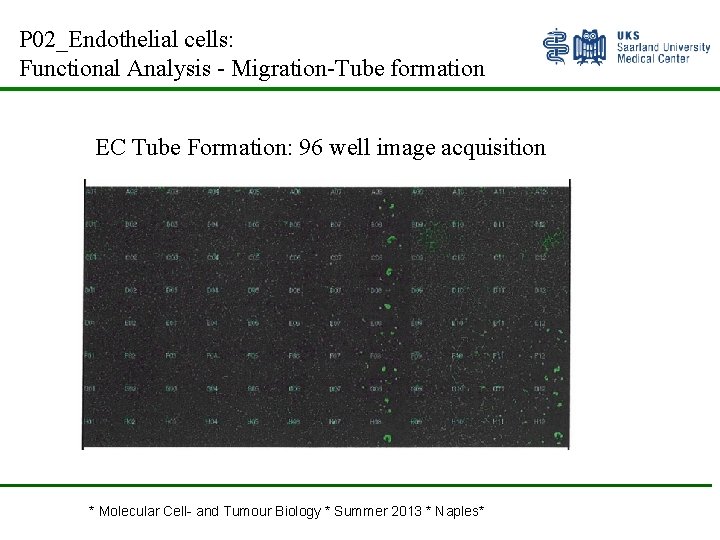 P 02_Endothelial cells: Functional Analysis - Migration-Tube formation EC Tube Formation: 96 well image
