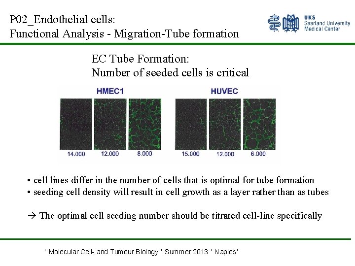 P 02_Endothelial cells: Functional Analysis - Migration-Tube formation EC Tube Formation: Number of seeded