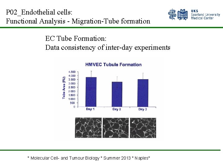 P 02_Endothelial cells: Functional Analysis - Migration-Tube formation EC Tube Formation: Data consistency of