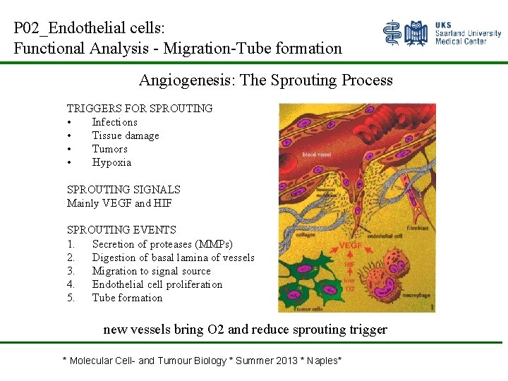 P 02_Endothelial cells: Functional Analysis - Migration-Tube formation Angiogenesis: The Sprouting Process TRIGGERS FOR