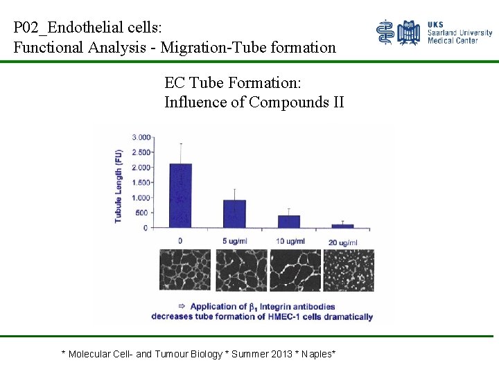 P 02_Endothelial cells: Functional Analysis - Migration-Tube formation EC Tube Formation: Influence of Compounds