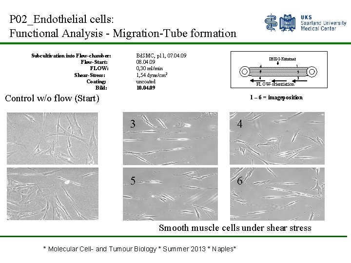 P 02_Endothelial cells: Functional Analysis - Migration-Tube formation Subcultivation into Flow-chamber: Flow-Start: FLOW: Shear-Stress: