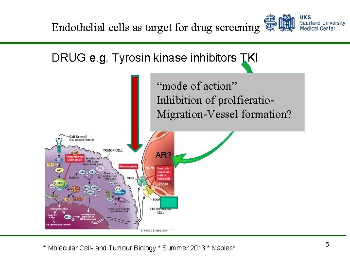 Endothelial cells as target for drug screening DRUG e. g. Tyrosin kinase inhibitors TKI