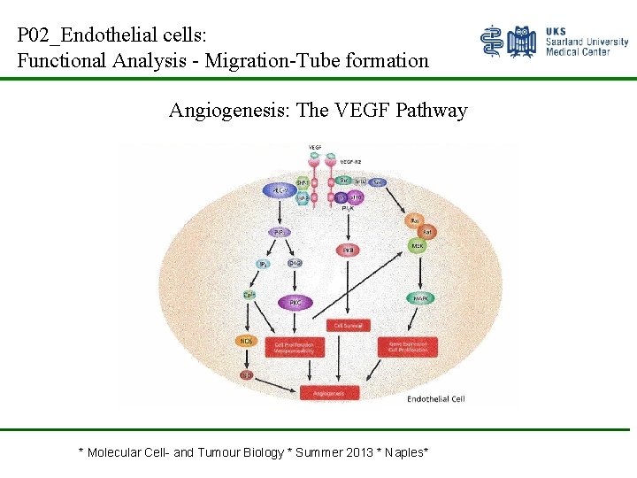 P 02_Endothelial cells: Functional Analysis - Migration-Tube formation Angiogenesis: The VEGF Pathway * Molecular