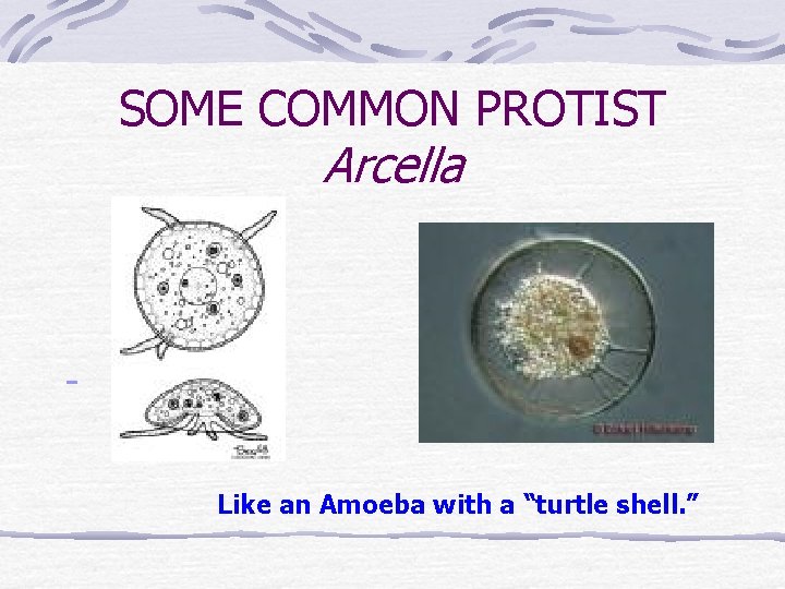 SOME COMMON PROTIST Arcella Like an Amoeba with a “turtle shell. ” 