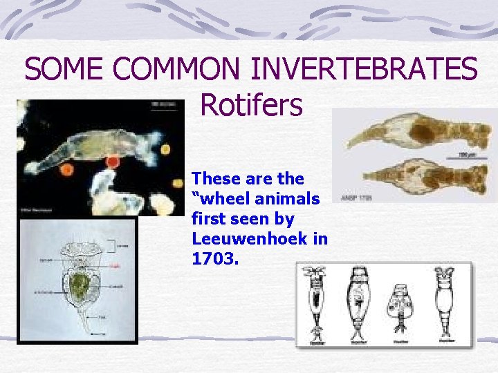 SOME COMMON INVERTEBRATES Rotifers These are the “wheel animals first seen by Leeuwenhoek in