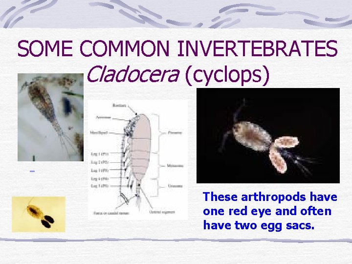 SOME COMMON INVERTEBRATES Cladocera (cyclops) These arthropods have one red eye and often have