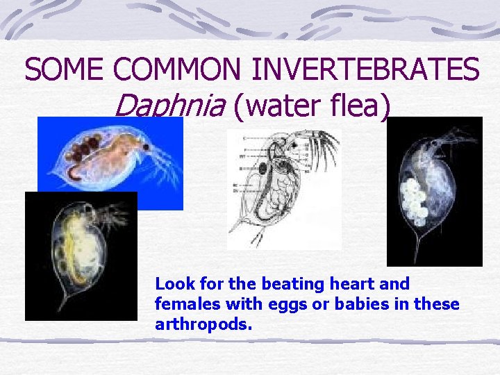 SOME COMMON INVERTEBRATES Daphnia (water flea) Look for the beating heart and females with