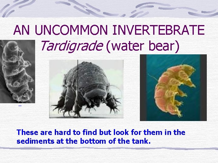 AN UNCOMMON INVERTEBRATE Tardigrade (water bear) These are hard to find but look for