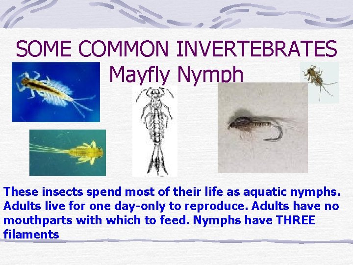 SOME COMMON INVERTEBRATES Mayfly Nymph These insects spend most of their life as aquatic