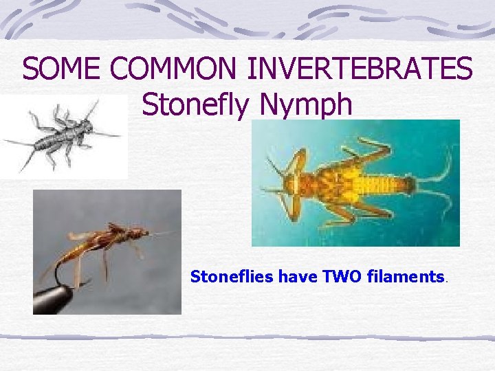 SOME COMMON INVERTEBRATES Stonefly Nymph Stoneflies have TWO filaments. 