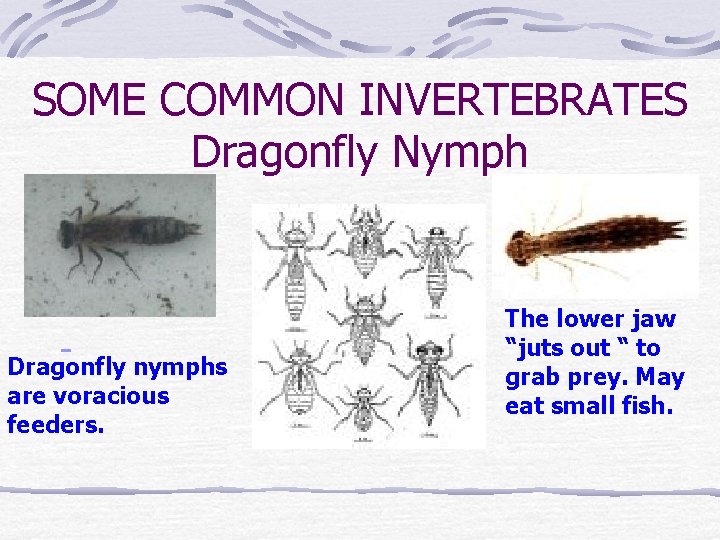 SOME COMMON INVERTEBRATES Dragonfly Nymph Dragonfly nymphs are voracious feeders. The lower jaw “juts