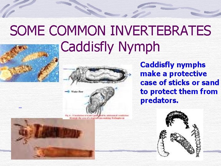 SOME COMMON INVERTEBRATES Caddisfly Nymph Caddisfly nymphs make a protective case of sticks or