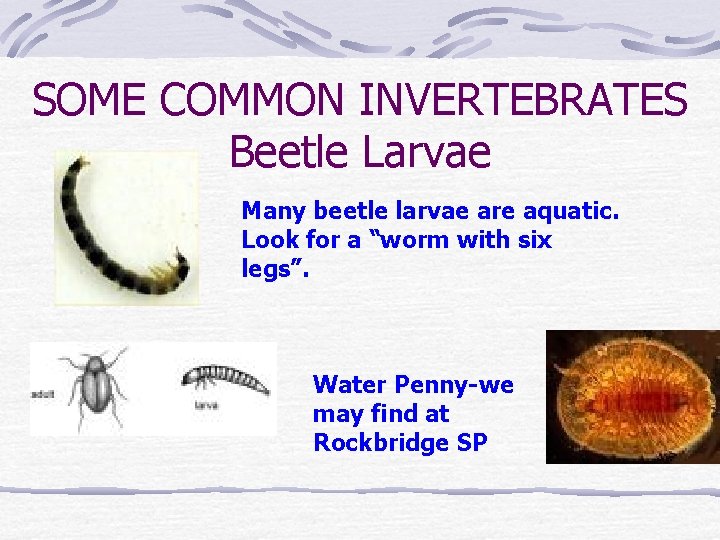 SOME COMMON INVERTEBRATES Beetle Larvae Many beetle larvae are aquatic. Look for a “worm