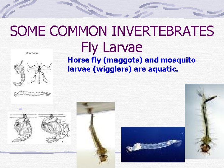 SOME COMMON INVERTEBRATES Fly Larvae Horse fly (maggots) and mosquito larvae (wigglers) are aquatic.