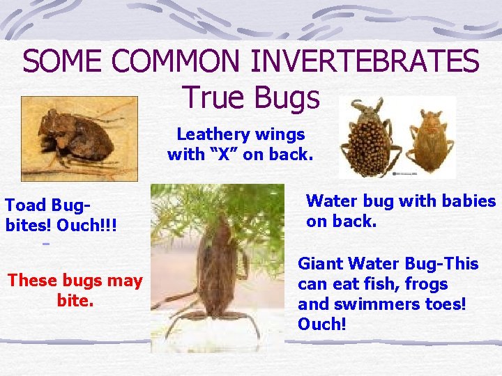 SOME COMMON INVERTEBRATES True Bugs Leathery wings with “X” on back. Toad Bugbites! Ouch!!!