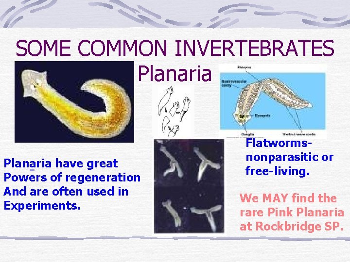 SOME COMMON INVERTEBRATES Planaria have great Powers of regeneration And are often used in