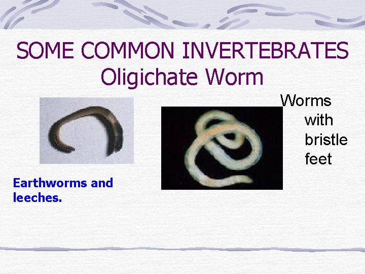 SOME COMMON INVERTEBRATES Oligichate Worms with bristle feet Earthworms and leeches. 