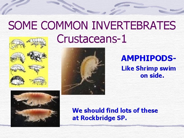 SOME COMMON INVERTEBRATES Crustaceans-1 AMPHIPODSLike Shrimp swim on side. We should find lots of