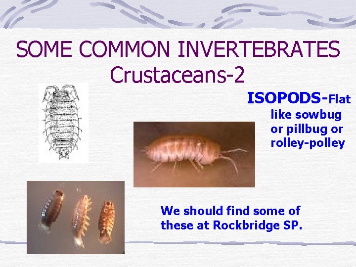 SOME COMMON INVERTEBRATES Crustaceans-2 ISOPODS-Flat like sowbug or pillbug or rolley-polley We should find