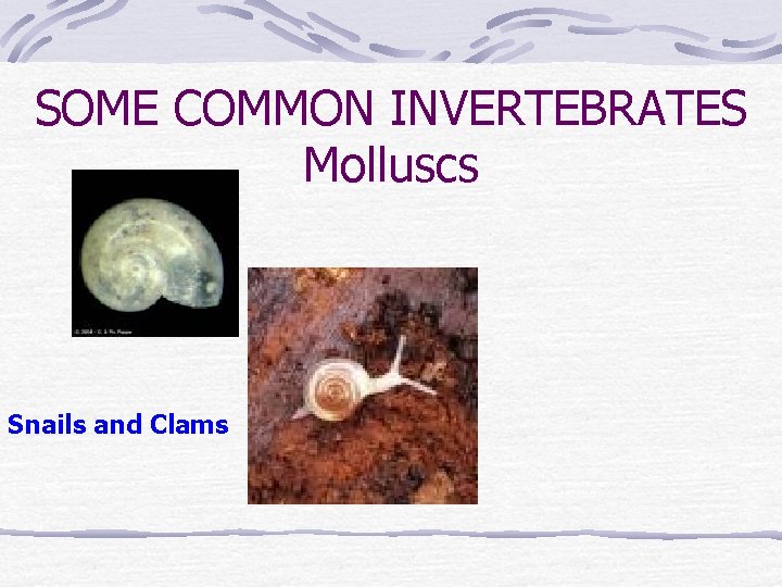 SOME COMMON INVERTEBRATES Molluscs Snails and Clams 