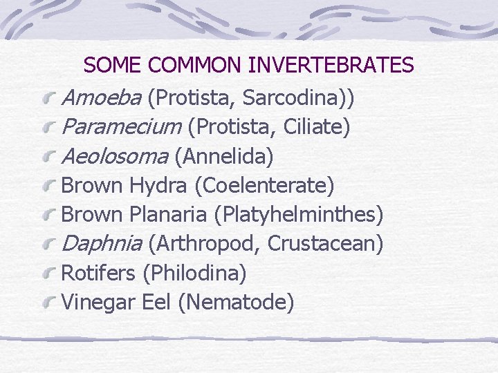 SOME COMMON INVERTEBRATES Amoeba (Protista, Sarcodina)) Paramecium (Protista, Ciliate) Aeolosoma (Annelida) Brown Hydra (Coelenterate)