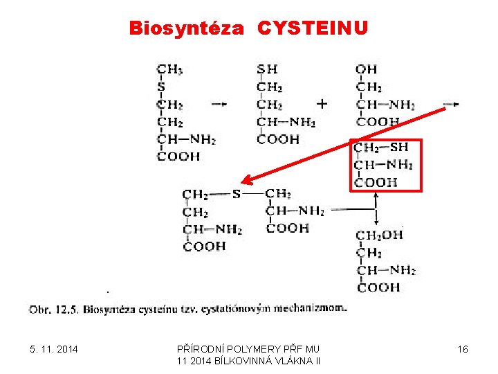 Biosyntéza CYSTEINU 5. 11. 2014 PŘÍRODNÍ POLYMERY PŘF MU 11 2014 BÍLKOVINNÁ VLÁKNA II