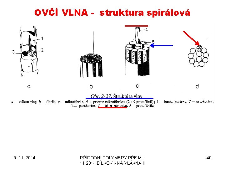 OVČÍ VLNA - struktura spirálová 5. 11. 2014 PŘÍRODNÍ POLYMERY PŘF MU 11 2014